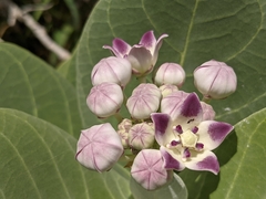 Calotropis procera