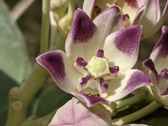 Calotropis procera