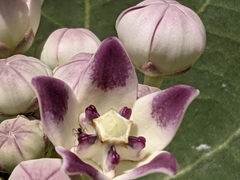 Calotropis procera