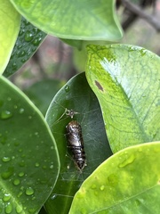 Phauda flammans