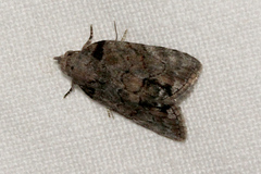 Etanna clopaea