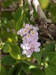 Lantana involucrata