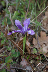 Iris tenax tenax