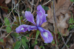 Iris tenax tenax