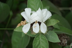 Barleria albostellata