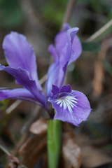 Iris tenax tenax