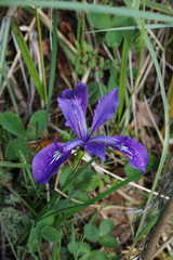 Iris tenax tenax