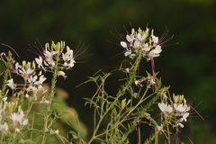 Tarenaya longicarpa