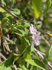 Lantana involucrata