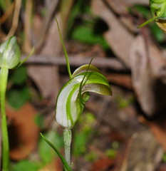 Pterostylis grandiflora