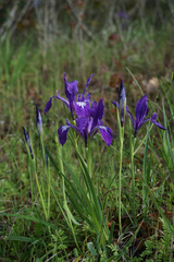 Iris tenax tenax