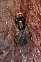 Piophilidae