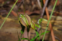 Pterostylis grandiflora