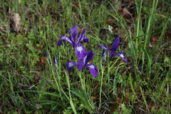 Iris tenax tenax