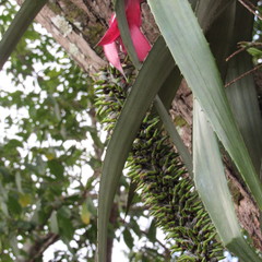 Aechmea setigera