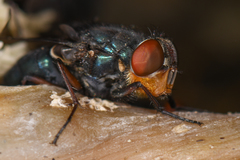 Compsomyiops callipes