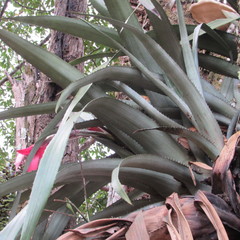 Aechmea setigera