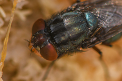 Compsomyiops callipes