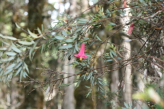 Philesia magellanica