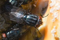 Compsomyiops callipes