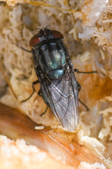 Compsomyiops callipes