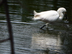 Egretta thula