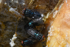 Compsomyiops callipes