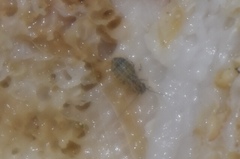 Cerobasis
