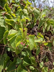 Antigonon leptopus