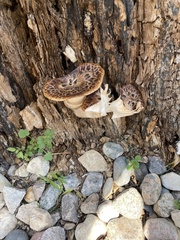 Cerioporus squamosus