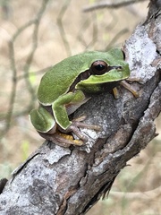 Hyla andersonii