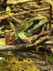 Hyla andersonii