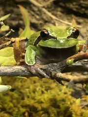 Hyla andersonii