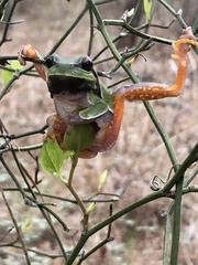 Hyla andersonii