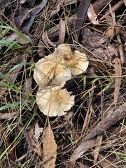 Leucopaxillus eucalyptorum