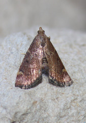 Hypsopygia phoezalis