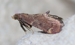 Hypsopygia phoezalis