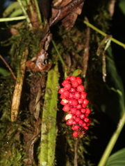 Anthurium bakeri