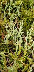 Cladonia phyllophora