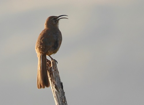 iNaturalist observation photo of California Thrasher