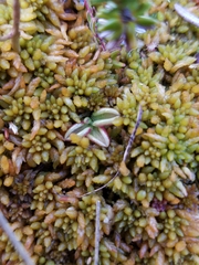 Pinguicula villosa