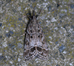 Eudonia rectilinea