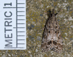 Eudonia rectilinea