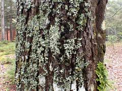 Dendriscocaulon intricatulum