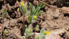 Mimetanthe pilosa