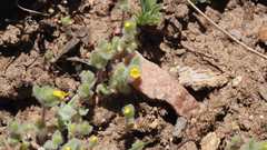 Mimetanthe pilosa