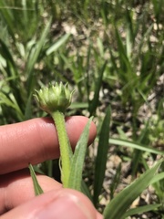 Echinacea paradoxa paradoxa