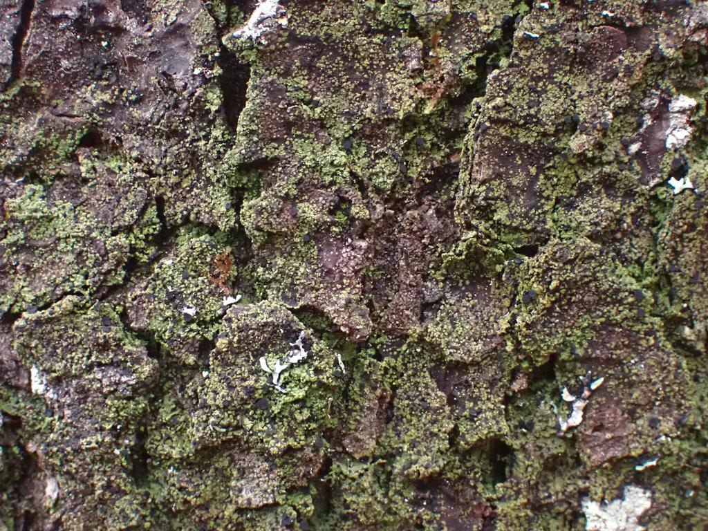 Lopadiaceae