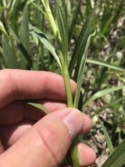 Echinacea paradoxa paradoxa
