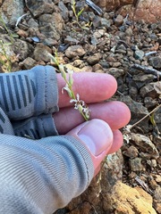 Streptanthus barbiger